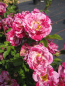 Preview: Edelrose Twist